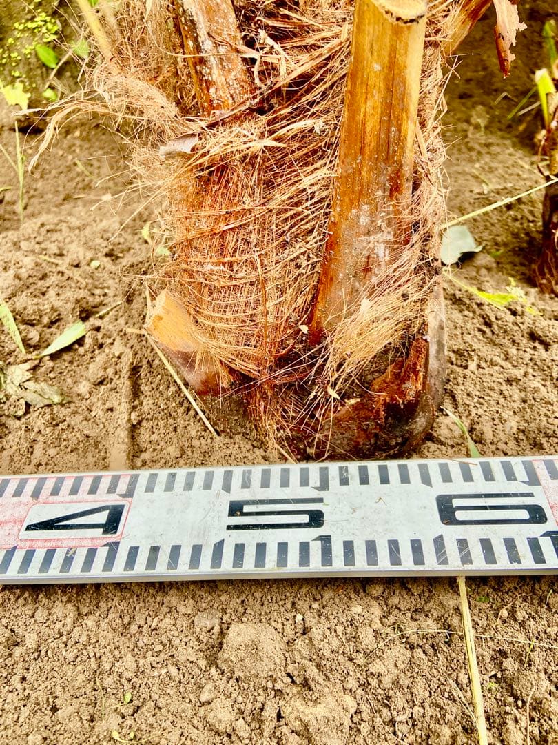 ❶ビロウヤシ 大株1本