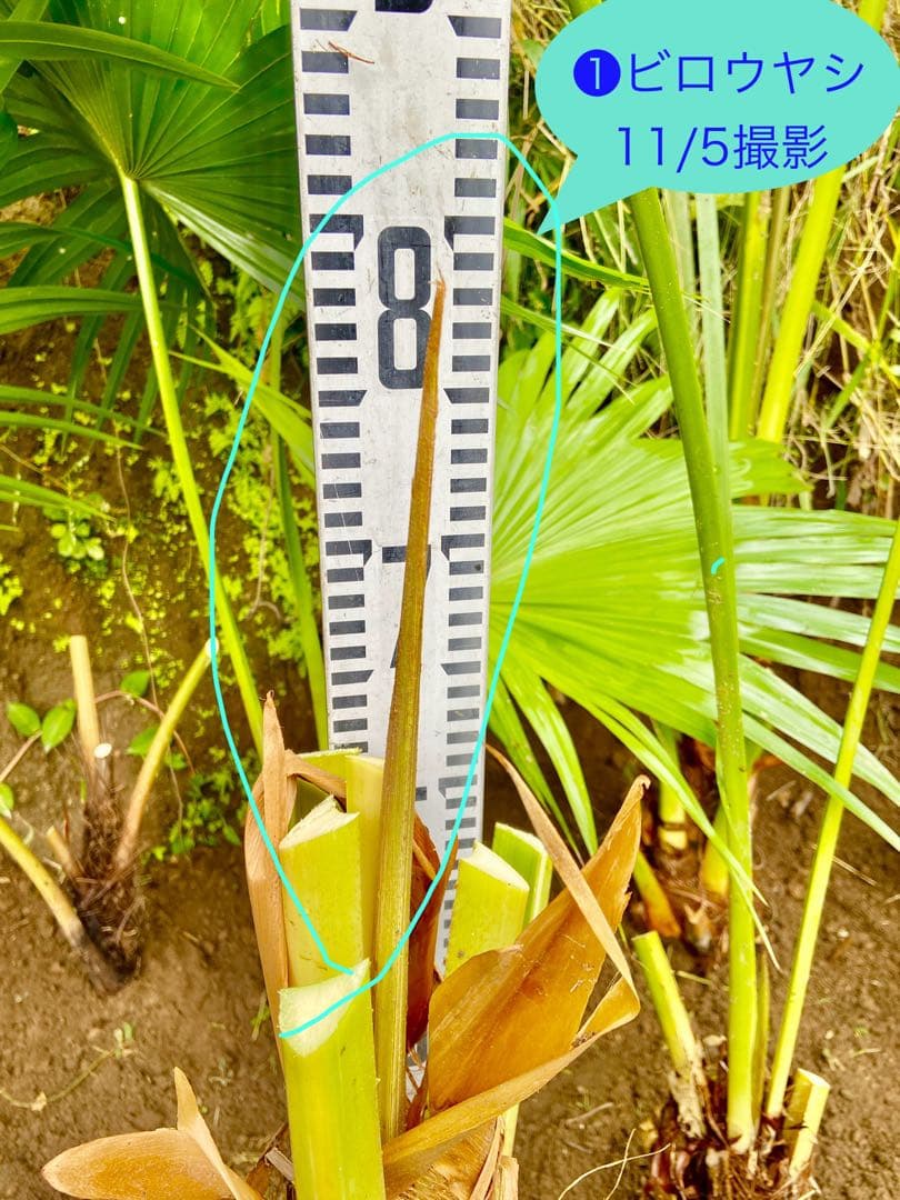 ❶ビロウヤシ 大株1本