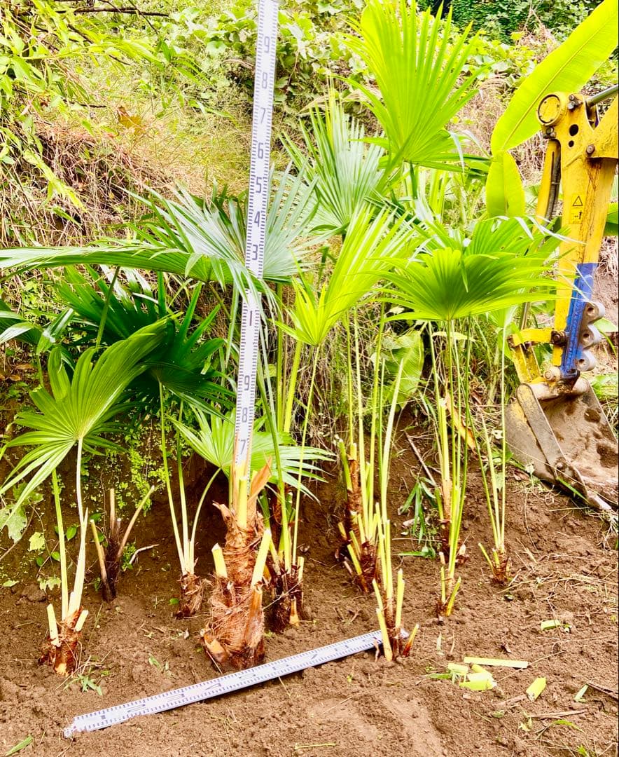 ❶ビロウヤシ 大株1本