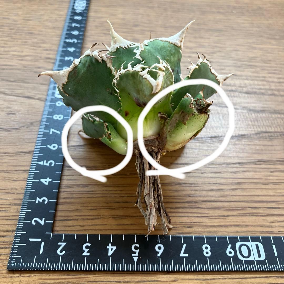 【オークション】14 選抜　サイズ大　子株2株付 アガべ　白豪刺TC 上澳園芸