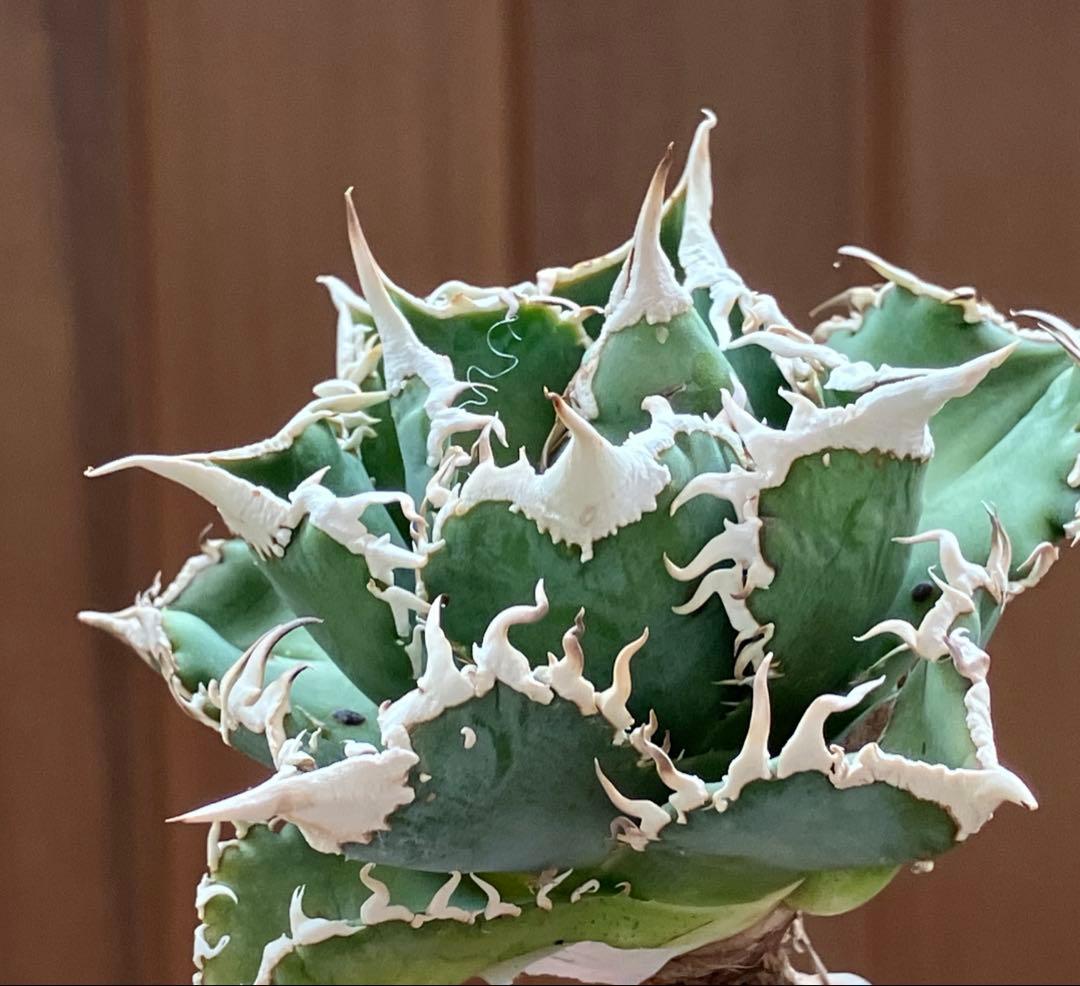 【オークション】14 選抜　サイズ大　子株2株付 アガべ　白豪刺TC 上澳園芸