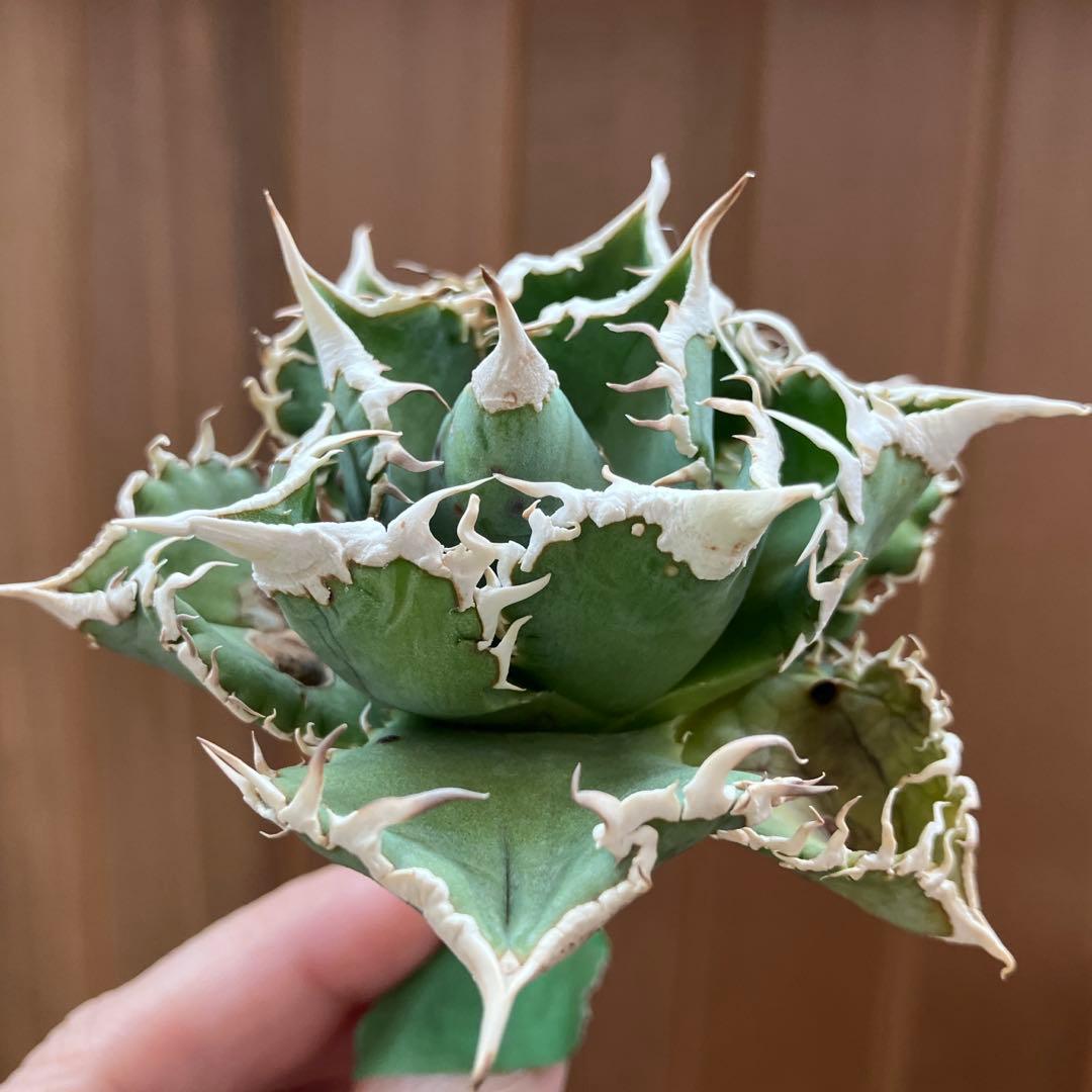 【オークション】14 選抜　サイズ大　子株2株付 アガべ　白豪刺TC 上澳園芸