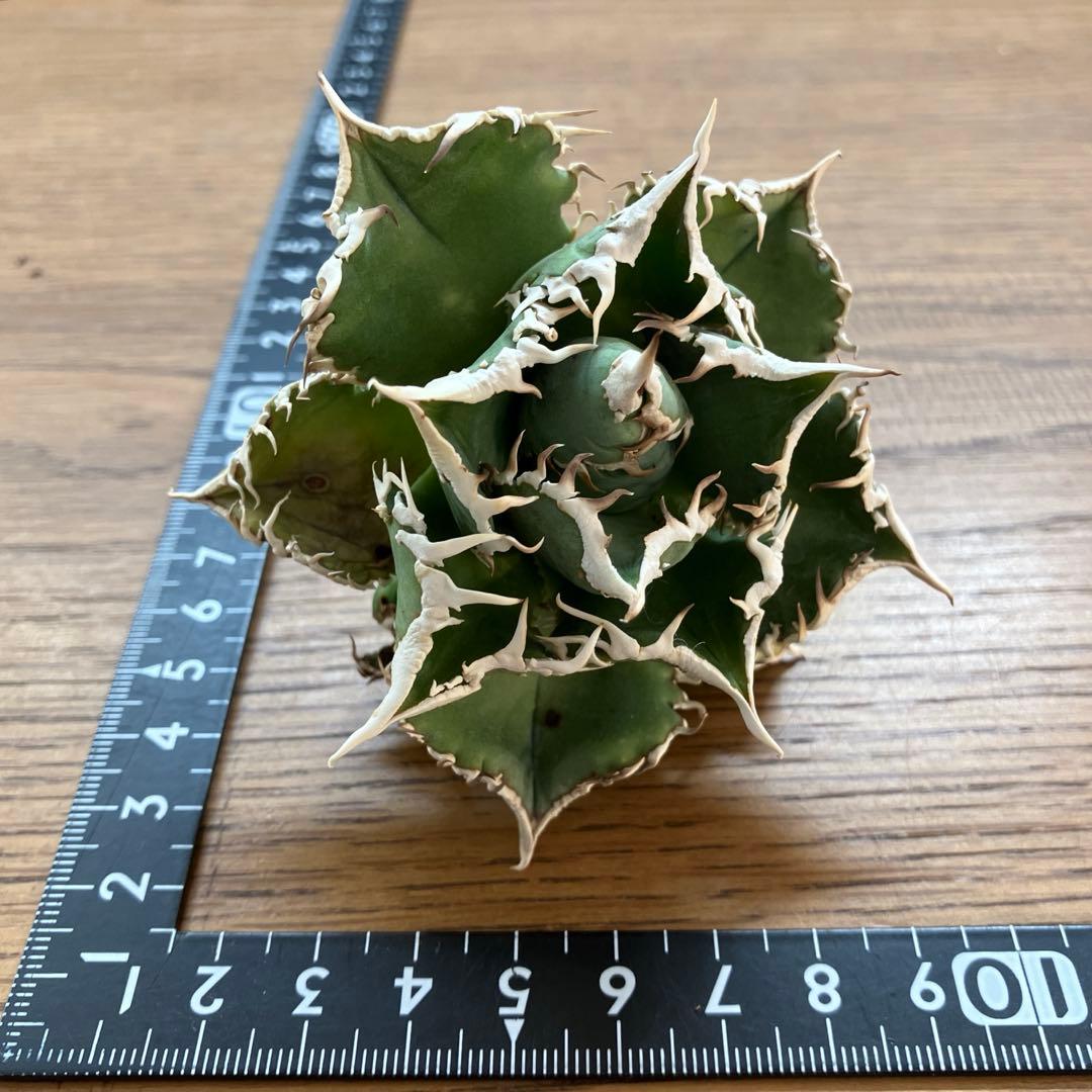 【オークション】14 選抜　サイズ大　子株2株付 アガべ　白豪刺TC 上澳園芸