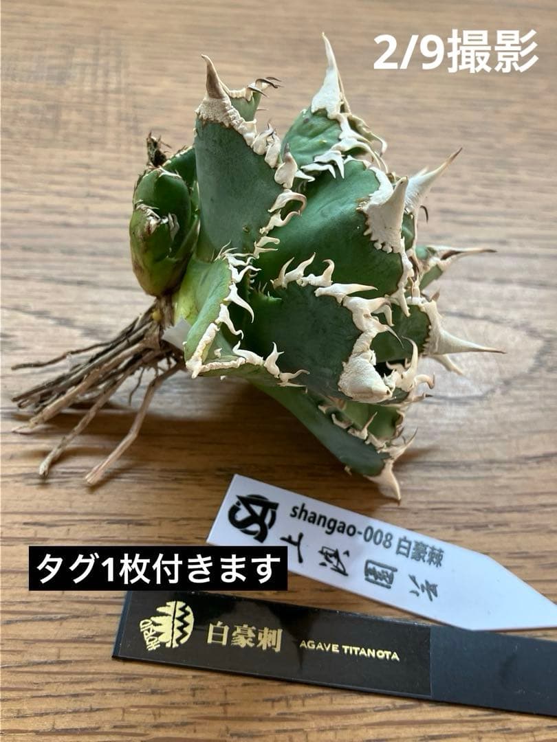 【オークション】14 選抜　サイズ大　子株2株付 アガべ　白豪刺TC 上澳園芸