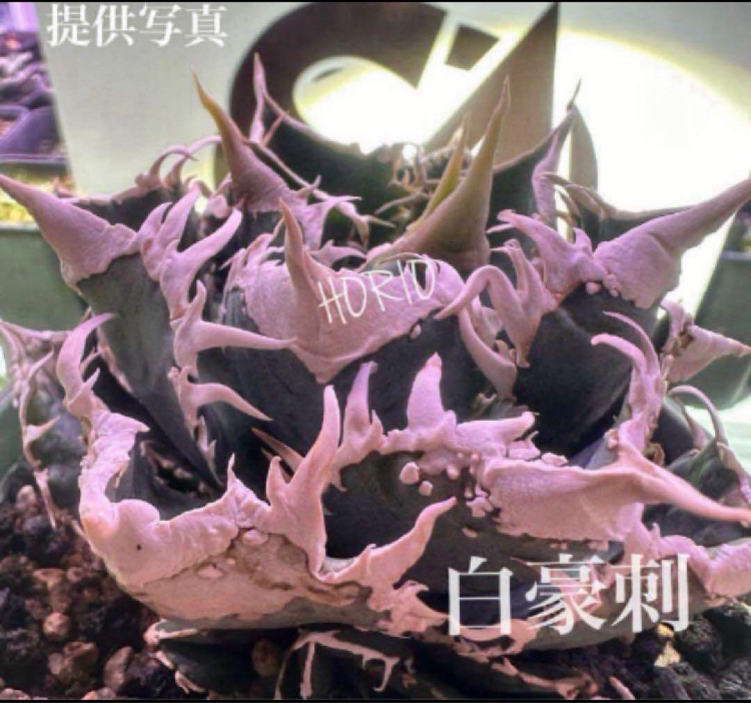 【オークション】14 選抜　サイズ大　子株2株付 アガべ　白豪刺TC 上澳園芸