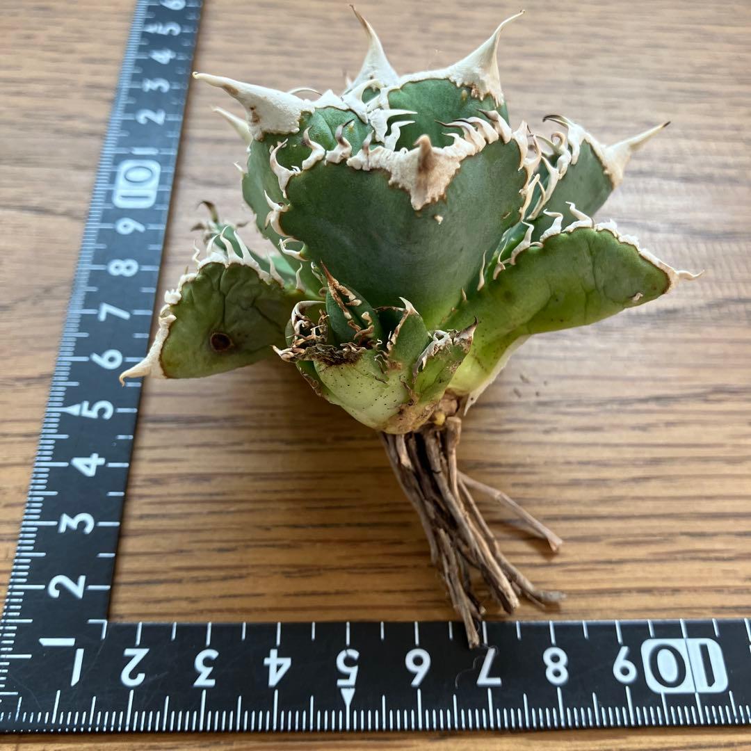 【オークション】14 選抜　サイズ大　子株2株付 アガべ　白豪刺TC 上澳園芸