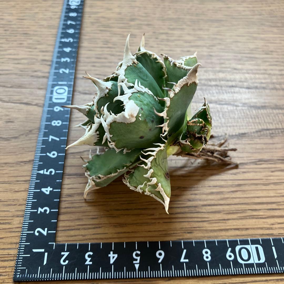 【オークション】14 選抜　サイズ大　子株2株付 アガべ　白豪刺TC 上澳園芸