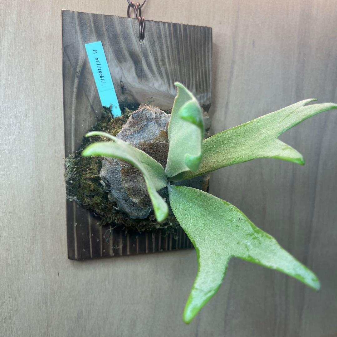 P. willinckii ④ ウィリンキー - メルカリ