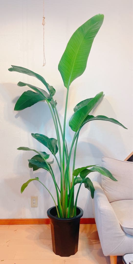 激安！　ストレチア　オーガスタ Ｃ　大型❗️ 184センチ　10号鉢 観葉植物