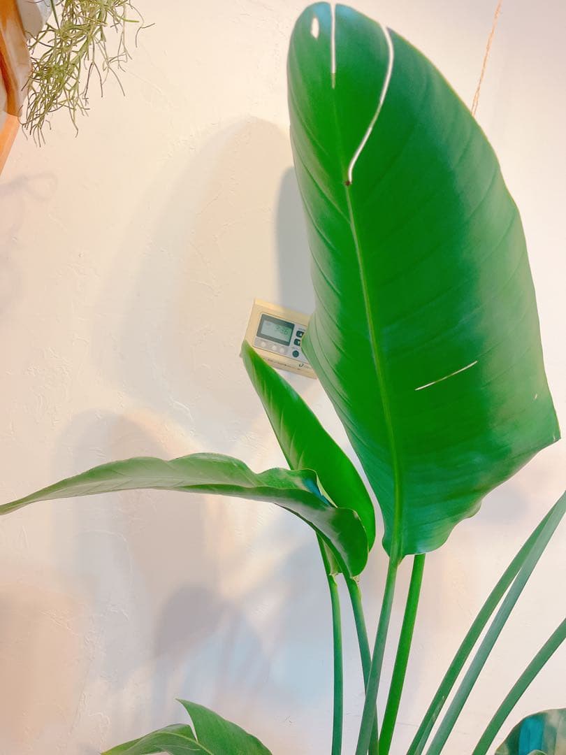 激安！　ストレチア　オーガスタ Ｃ　大型❗️ 184センチ　10号鉢 観葉植物