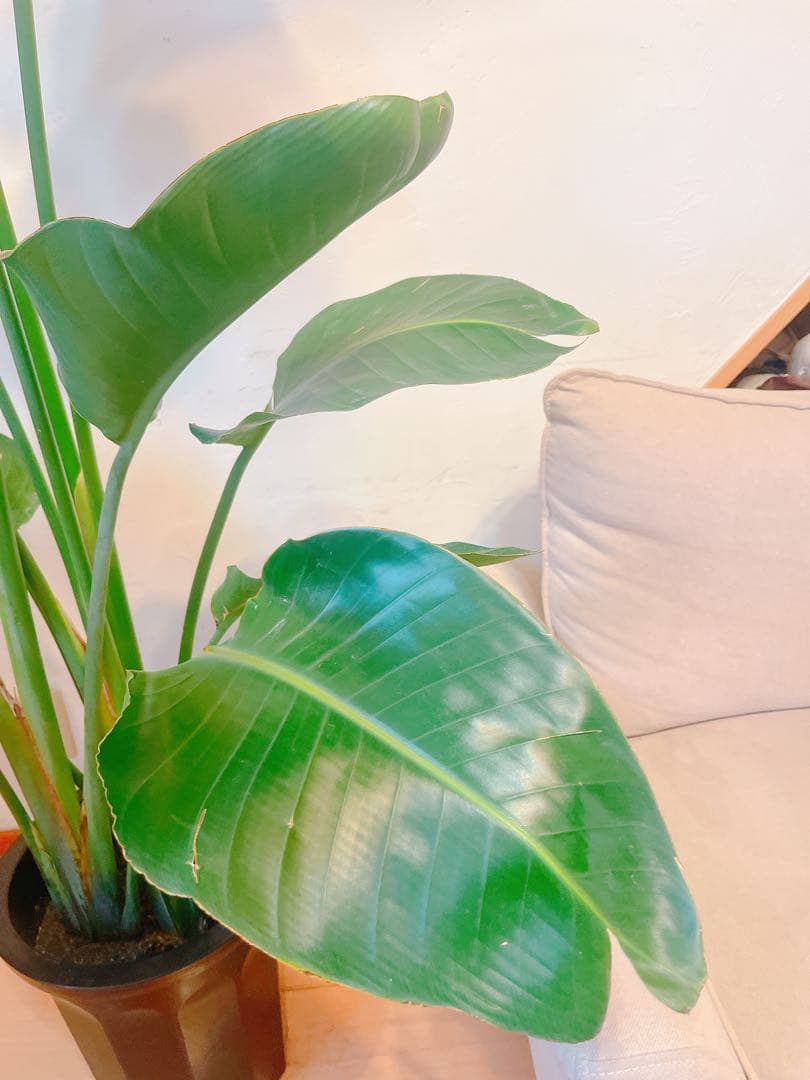 激安！　ストレチア　オーガスタ Ｃ　大型❗️ 184センチ　10号鉢 観葉植物