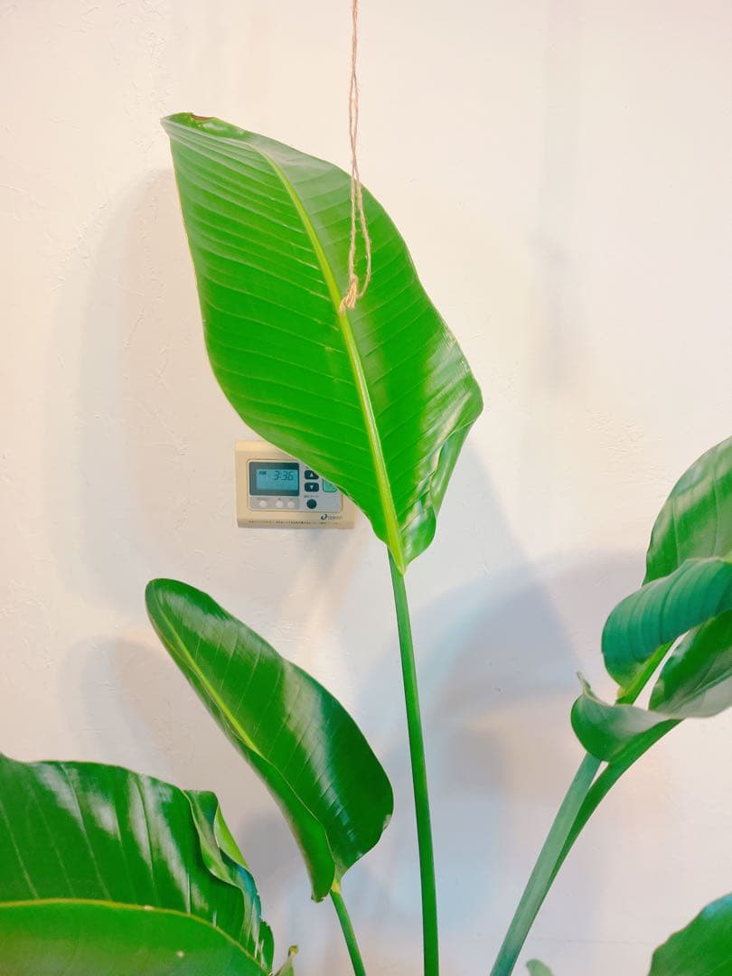 激安！　ストレチア　オーガスタ Ｃ　大型❗️ 184センチ　10号鉢 観葉植物