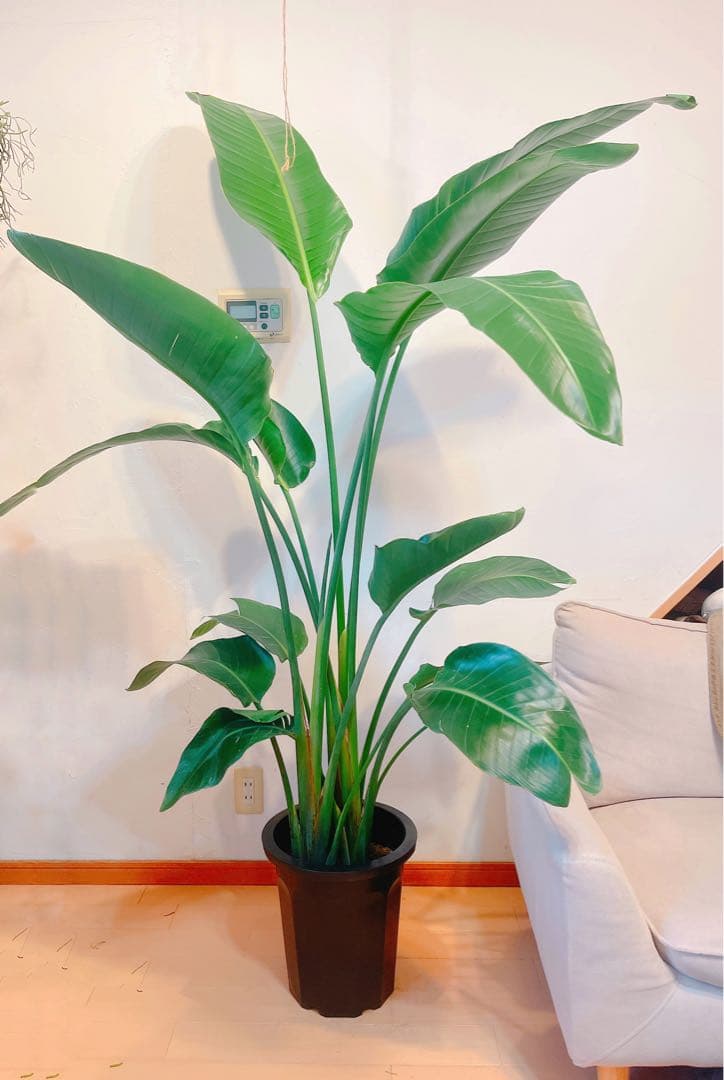 激安！　ストレチア　オーガスタ Ｃ　大型❗️ 184センチ　10号鉢 観葉植物