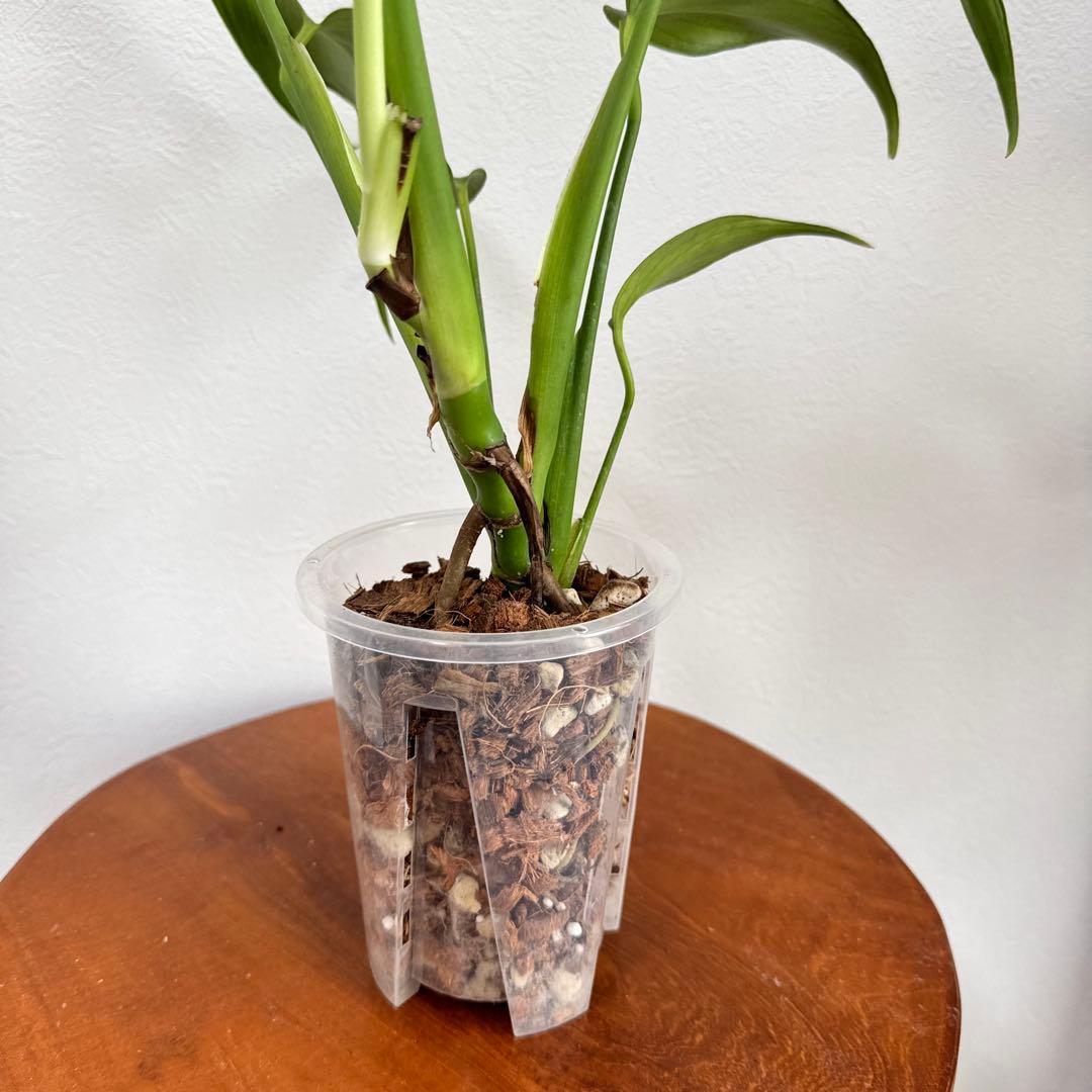 さ*ん様 モンステラ バールマルクスフレーム - メルカリ