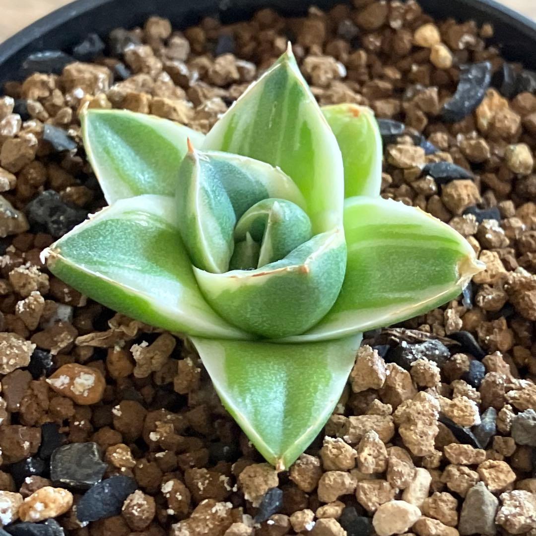 速達【鉢ごと発送】⑦特選　斑広め　安定株　アガべ　王妃笹の雪A型　ピンキーTC