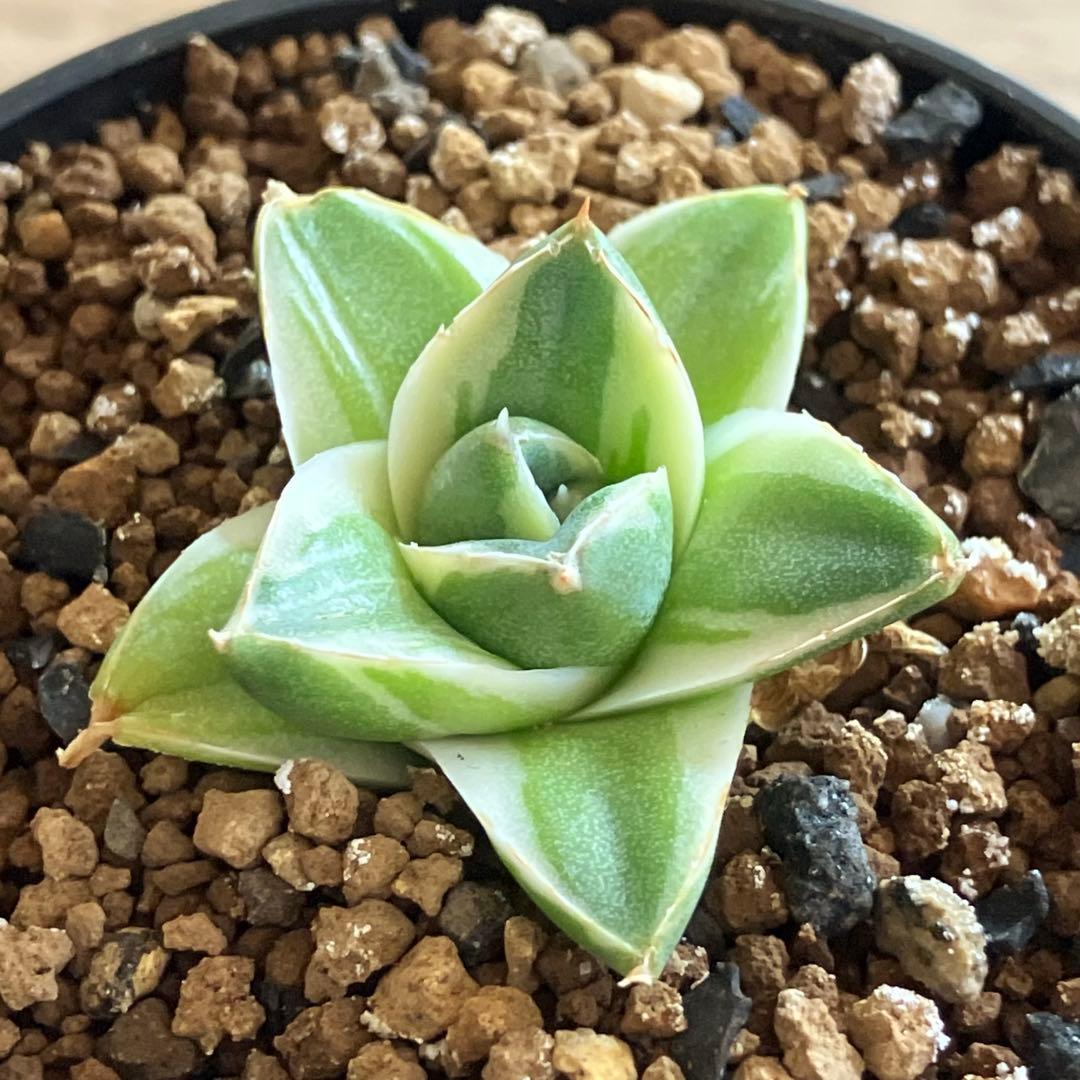 速達【鉢ごと発送】⑦特選　斑広め　安定株　アガべ　王妃笹の雪A型　ピンキーTC