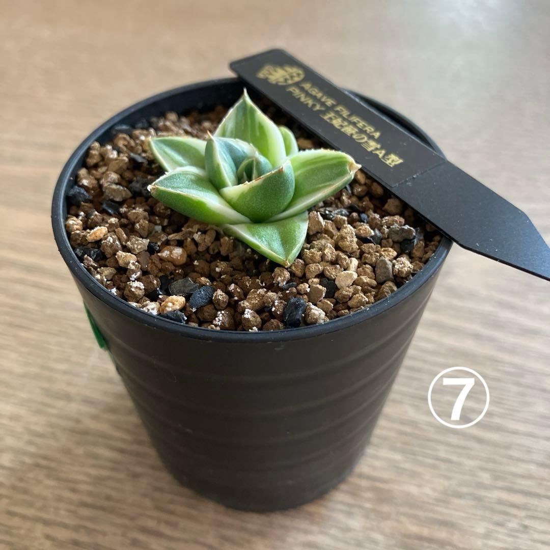 速達【鉢ごと発送】⑦特選　斑広め　安定株　アガべ　王妃笹の雪A型　ピンキーTC