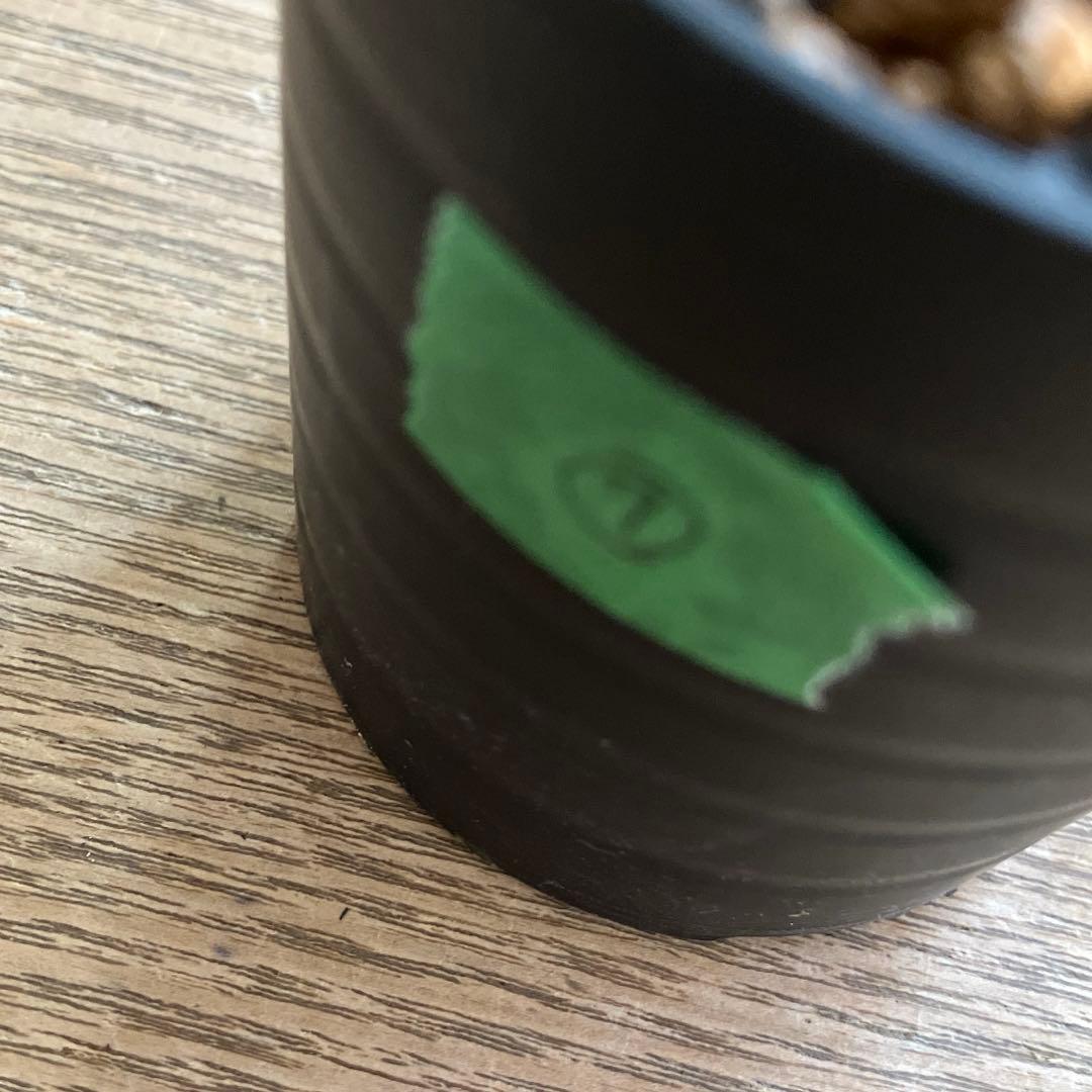 速達【鉢ごと発送】⑦特選　斑広め　安定株　アガべ　王妃笹の雪A型　ピンキーTC