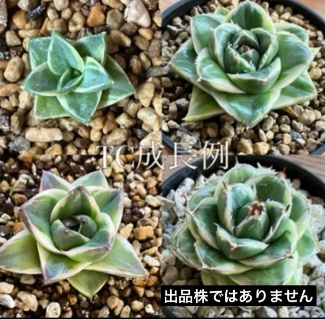 速達【鉢ごと発送】⑦特選　斑広め　安定株　アガべ　王妃笹の雪A型　ピンキーTC