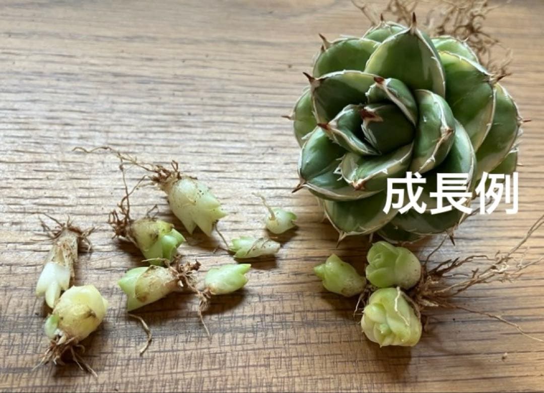 速達【鉢ごと発送】⑦特選　斑広め　安定株　アガべ　王妃笹の雪A型　ピンキーTC