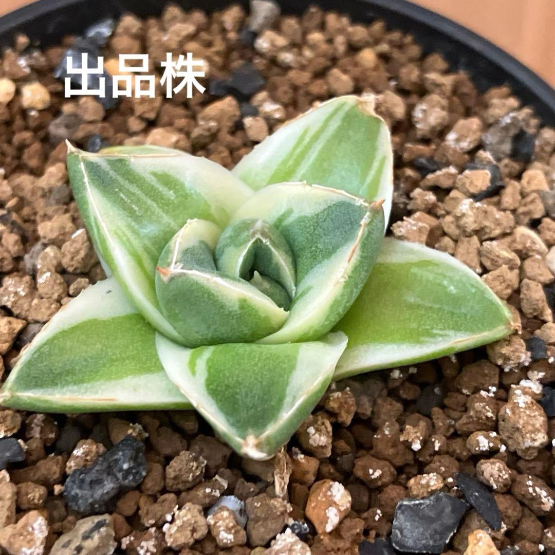 速達【鉢ごと発送】⑦特選　斑広め　安定株　アガべ　王妃笹の雪A型　ピンキーTC