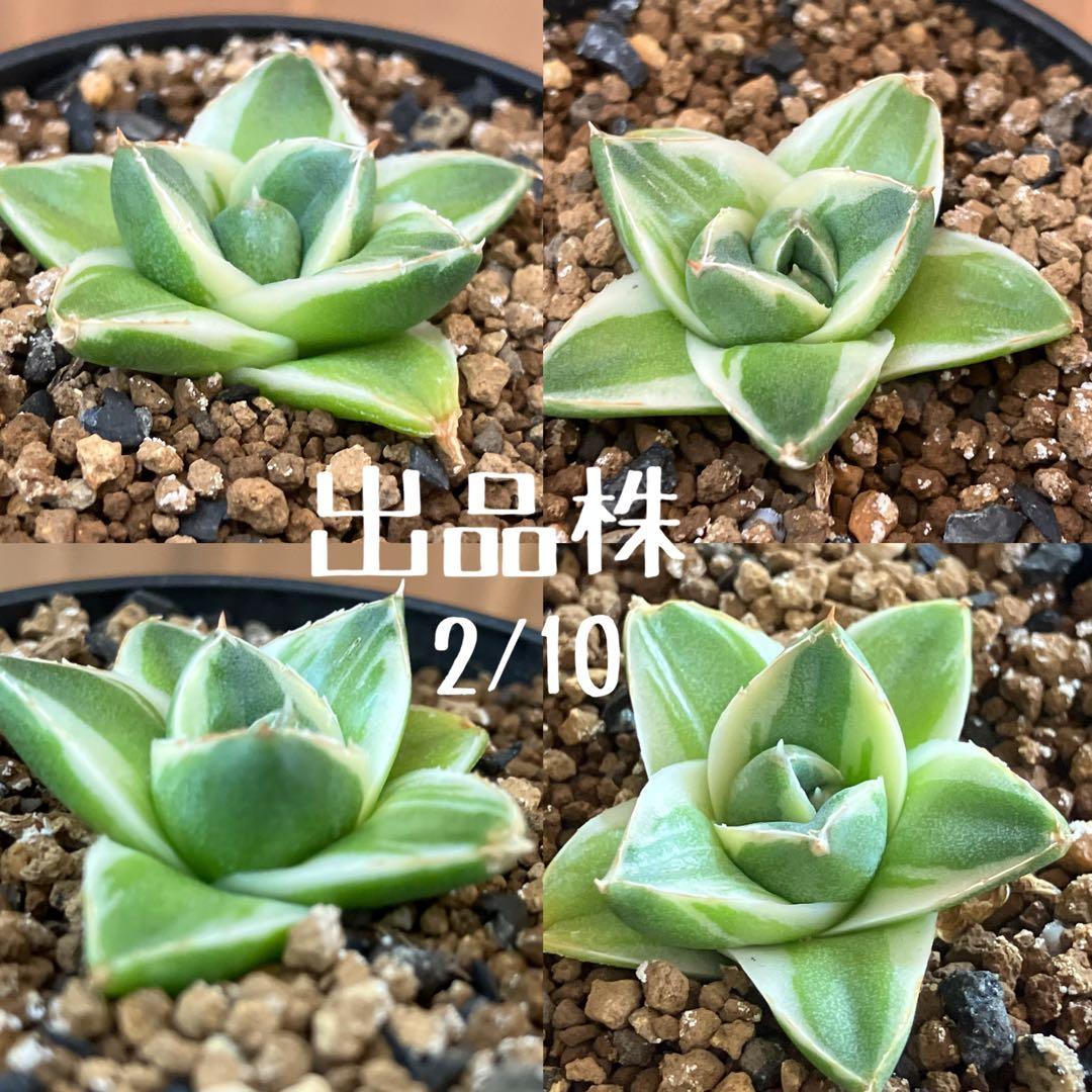 速達【鉢ごと発送】⑦特選　斑広め　安定株　アガべ　王妃笹の雪A型　ピンキーTC