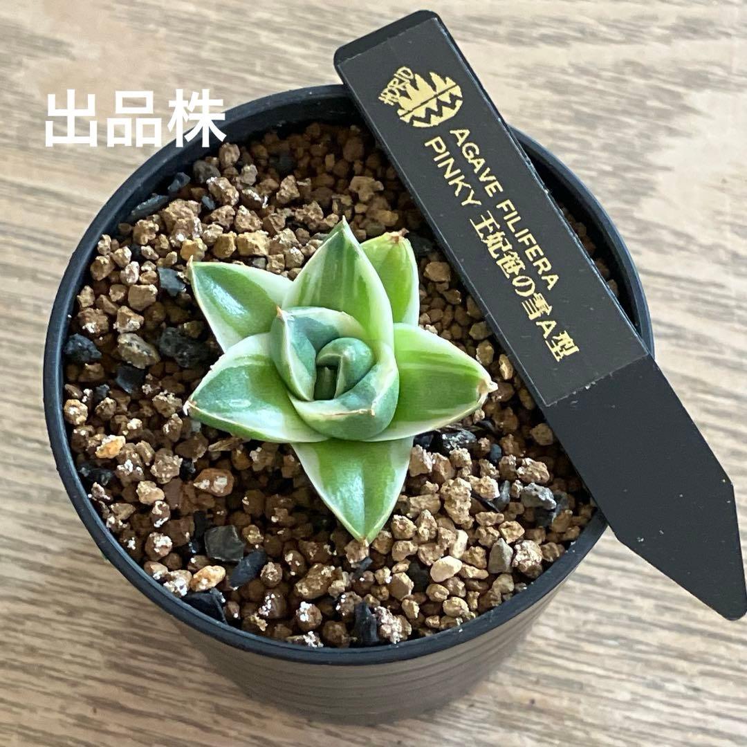 速達【鉢ごと発送】⑦特選　斑広め　安定株　アガべ　王妃笹の雪A型　ピンキーTC