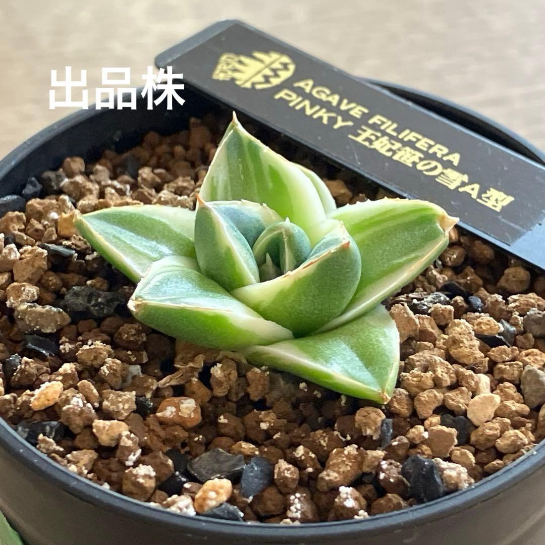 速達【鉢ごと発送】⑦特選　斑広め　安定株　アガべ　王妃笹の雪A型　ピンキーTC