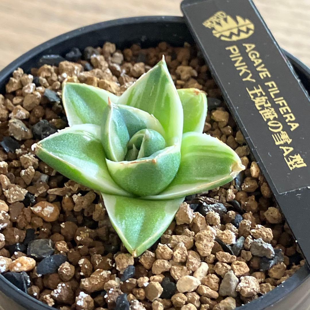 速達【鉢ごと発送】⑦特選　斑広め　安定株　アガべ　王妃笹の雪A型　ピンキーTC