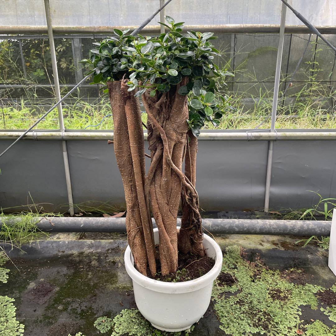 パンダガジュマル　小葉　接木　１０号