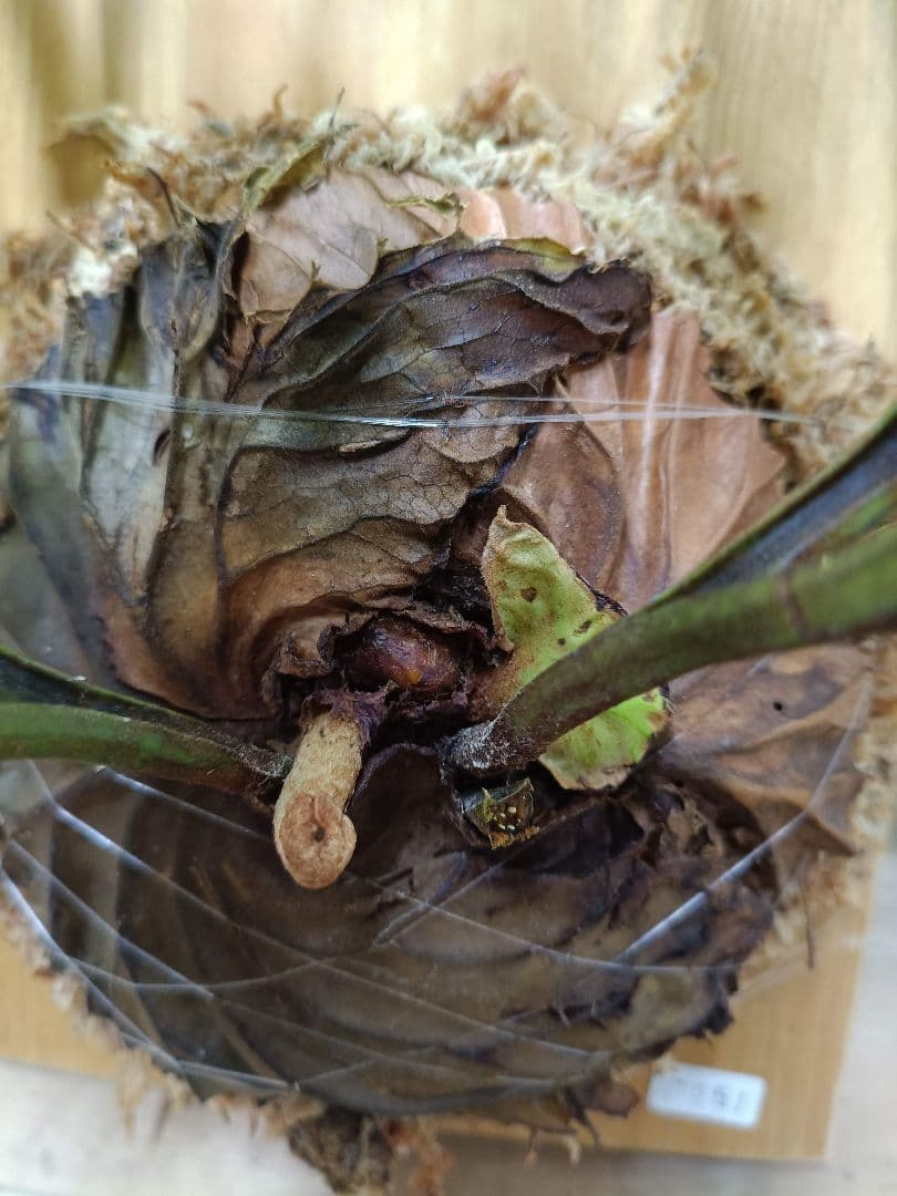 K251【XLサイズ】 ビカクシダ リドレイ 現地球1/27輸入 - メルカリ