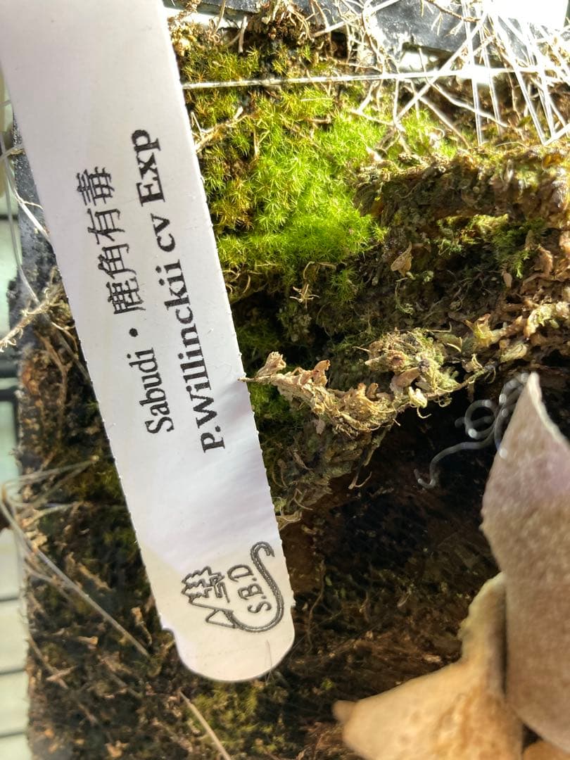 【残り2つ】ビカクシダ　\"EXP\"(ymds) 胞子