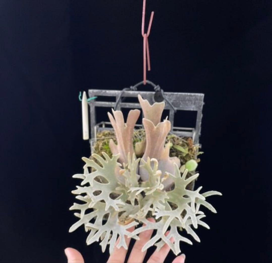 【残り2つ】ビカクシダ　\"EXP\"(ymds) 胞子