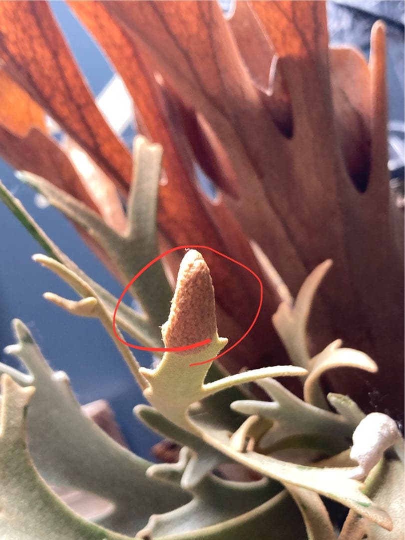 【残り2つ】ビカクシダ　\"EXP\"(ymds) 胞子