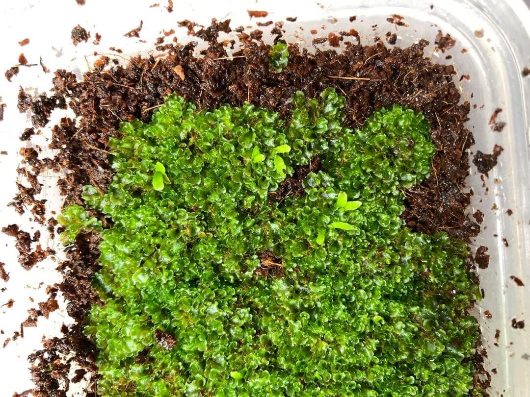 【残り2つ】ビカクシダ　\"EXP\"(ymds) 胞子