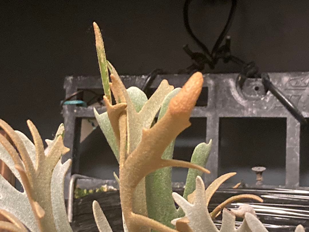 【残り2つ】ビカクシダ　\"EXP\"(ymds) 胞子