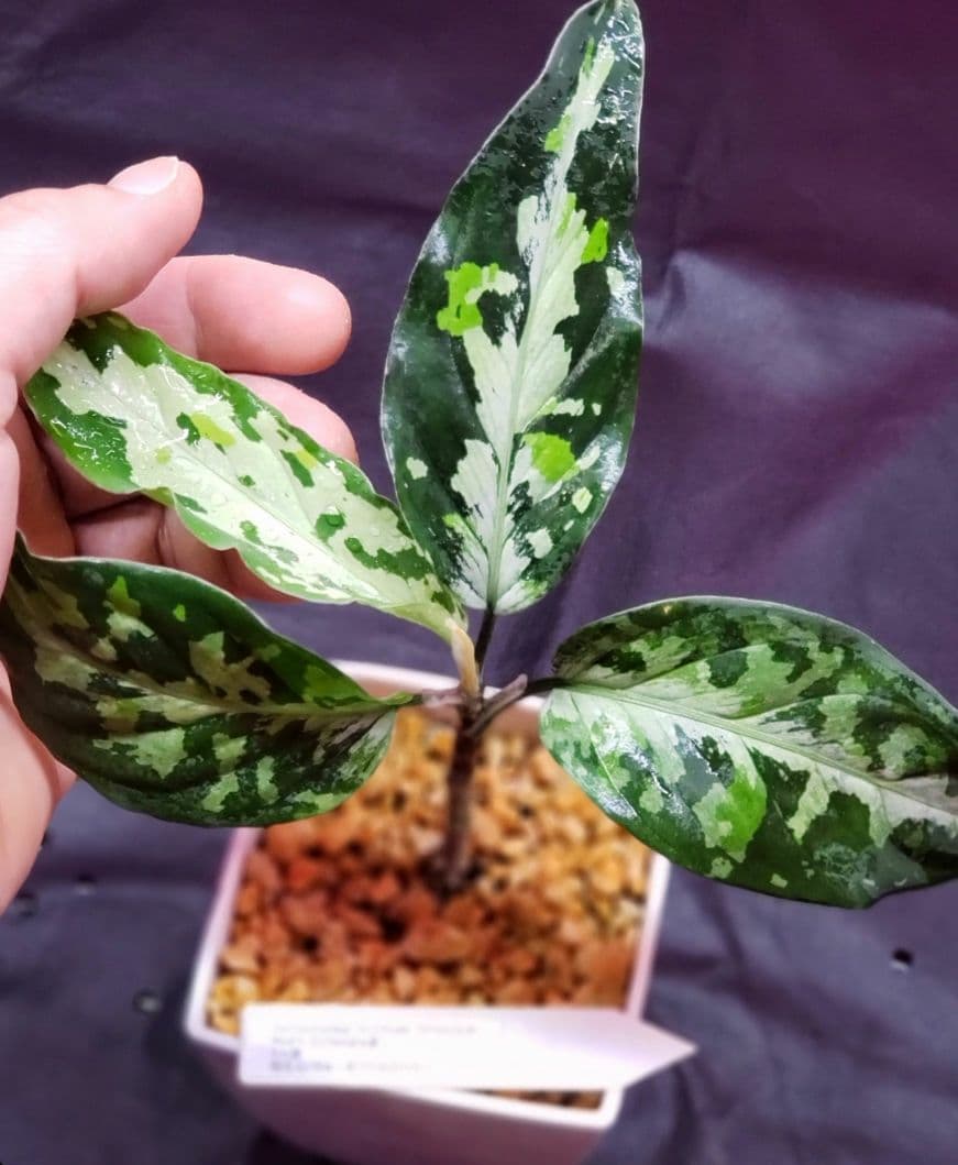 Aglaonema pictum HAインボイス付き