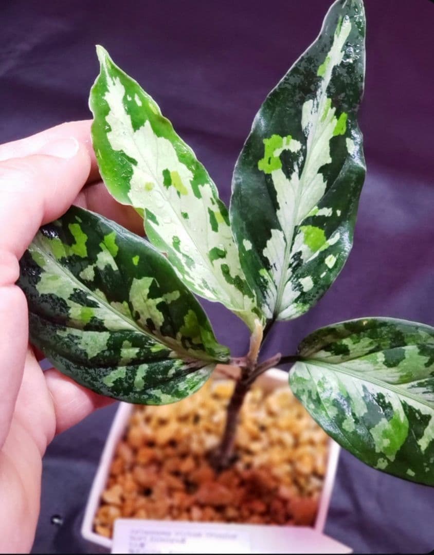 Aglaonema pictum HAインボイス付き