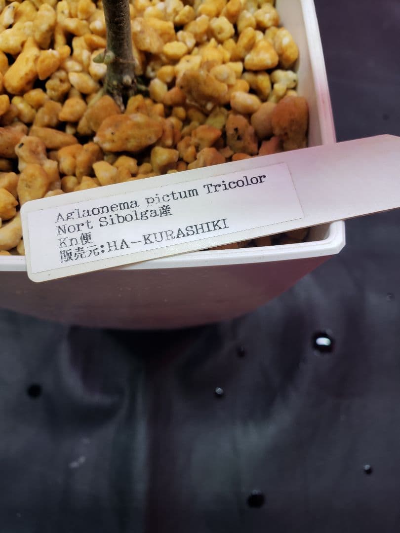 Aglaonema pictum HAインボイス付き