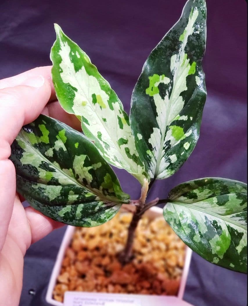 Aglaonema pictum HAインボイス付き