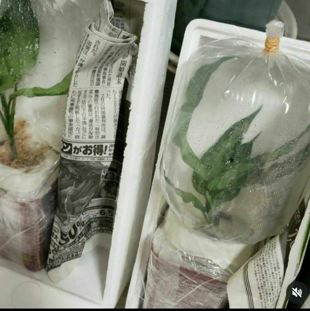 Aglaonema pictum HAインボイス付き