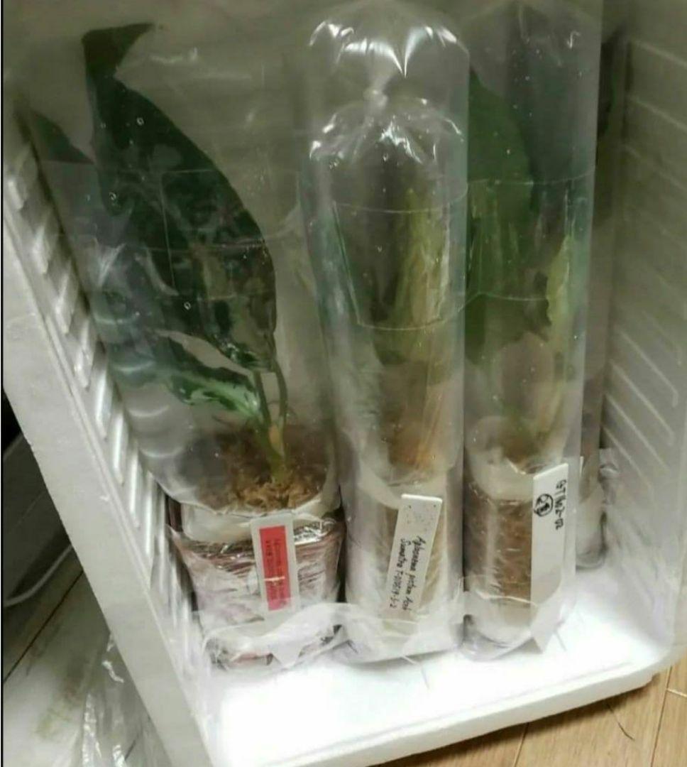 Aglaonema pictum HAインボイス付き