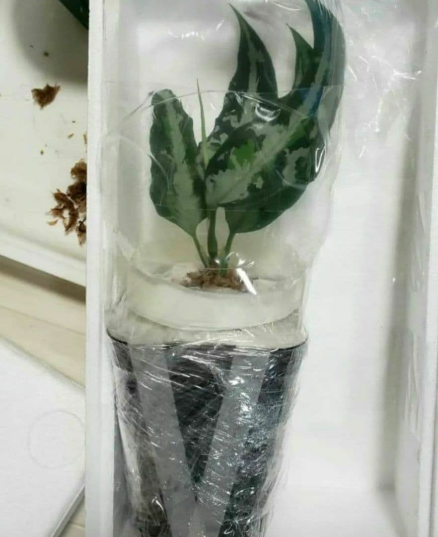 Aglaonema pictum HAインボイス付き