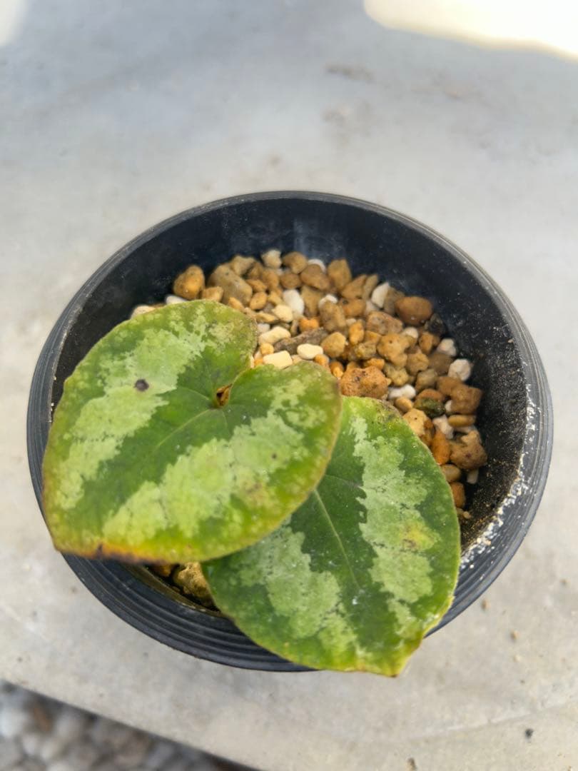 ヒロクチカンアオイ