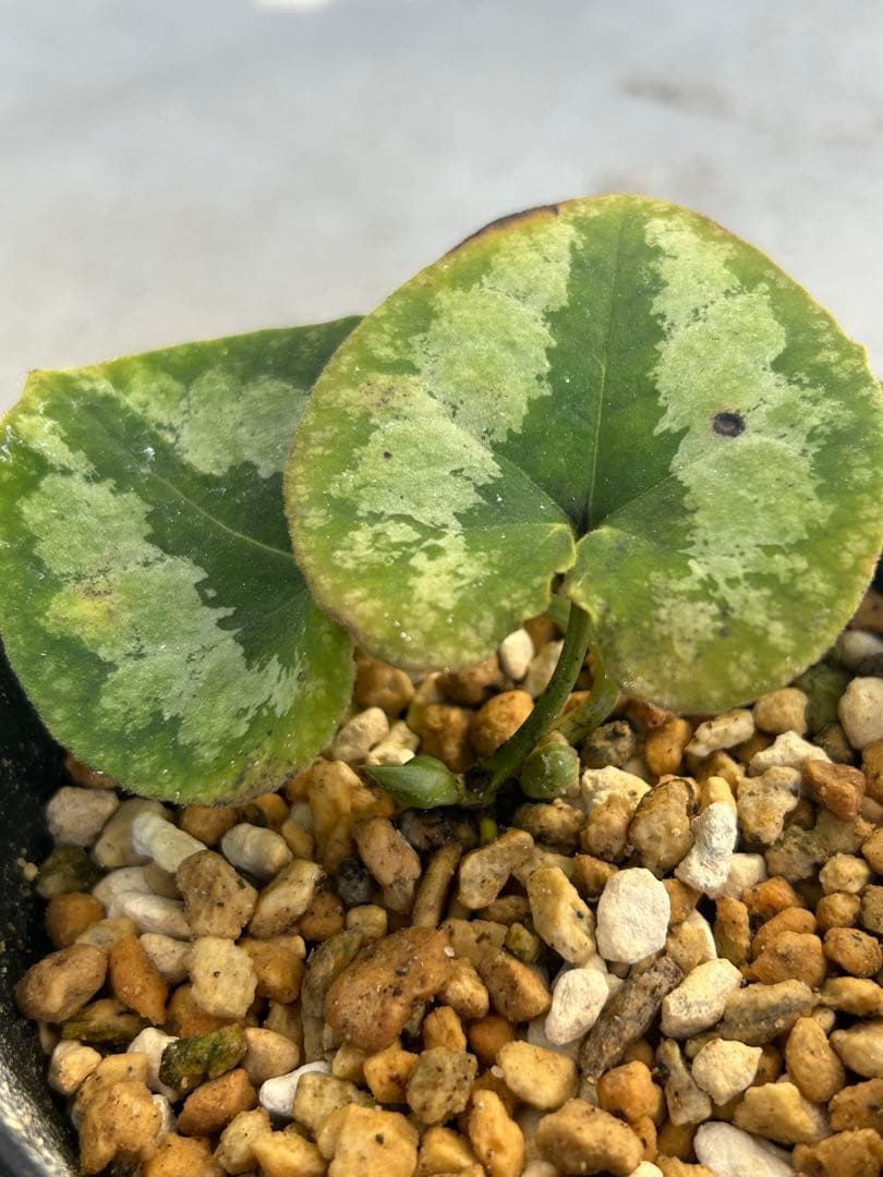 ヒロクチカンアオイ