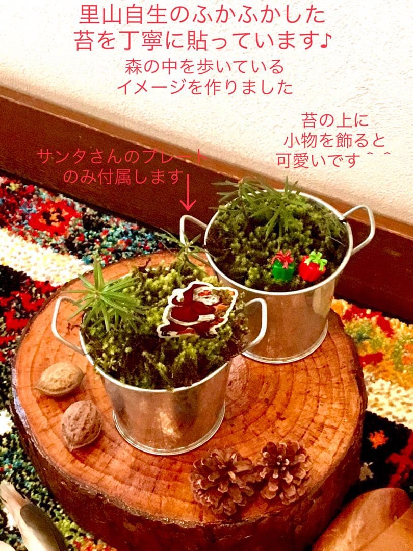 完売　【天然＊野生の小さな小さな樅の木さん】もみの木/生まれたてクリスマスツリー