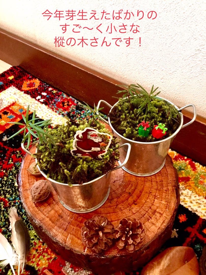 完売　【天然＊野生の小さな小さな樅の木さん】もみの木/生まれたてクリスマスツリー