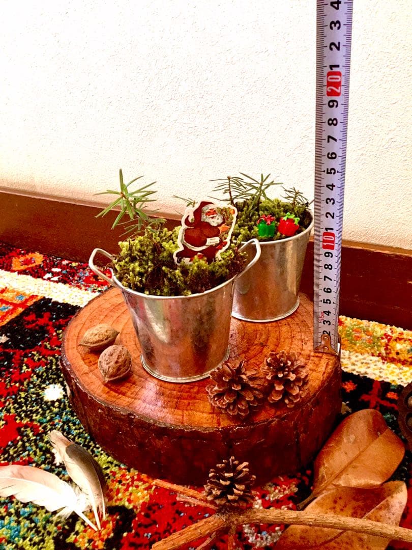 完売　【天然＊野生の小さな小さな樅の木さん】もみの木/生まれたてクリスマスツリー