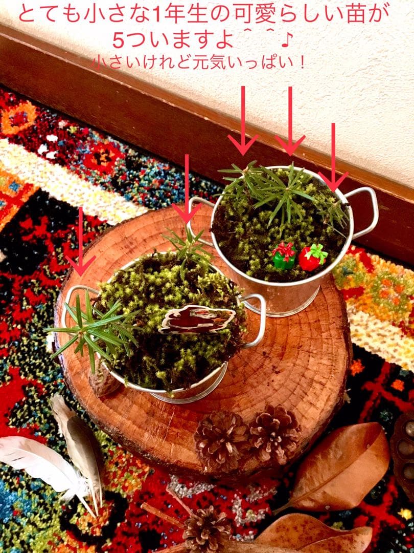 完売　【天然＊野生の小さな小さな樅の木さん】もみの木/生まれたてクリスマスツリー