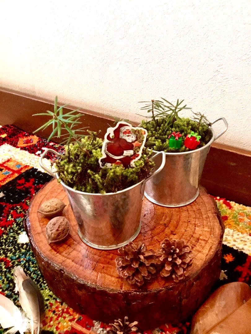 完売　【天然＊野生の小さな小さな樅の木さん】もみの木/生まれたてクリスマスツリー